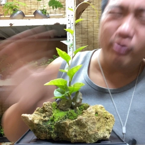 红陶一物一拍所见即所得159