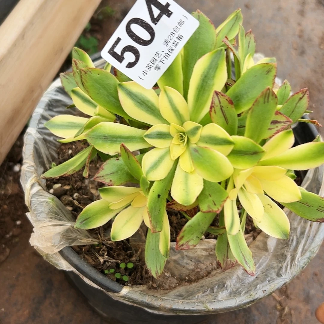 多肉植物504小荷花