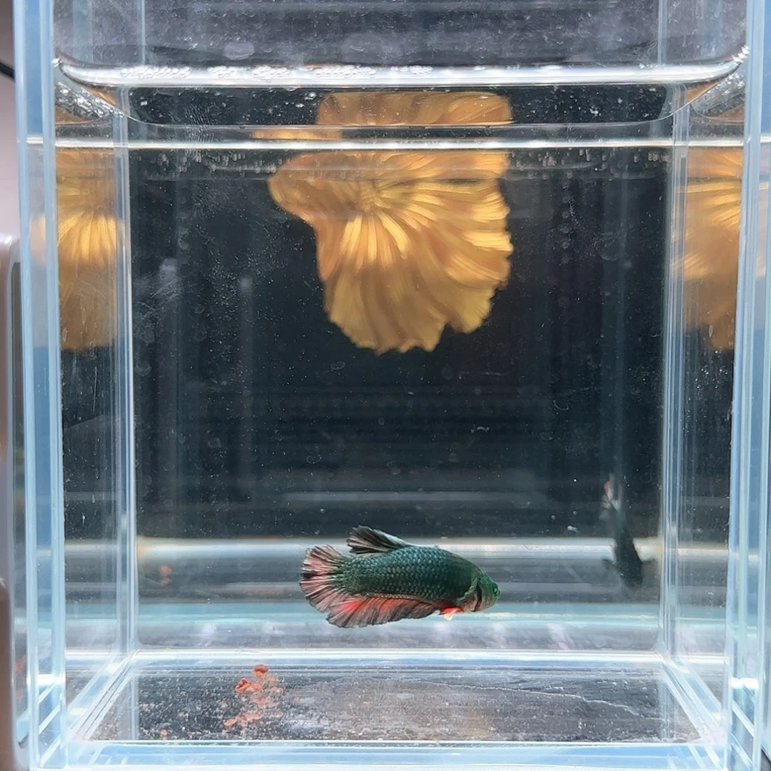 斗鱼活体观赏鱼好养耐活