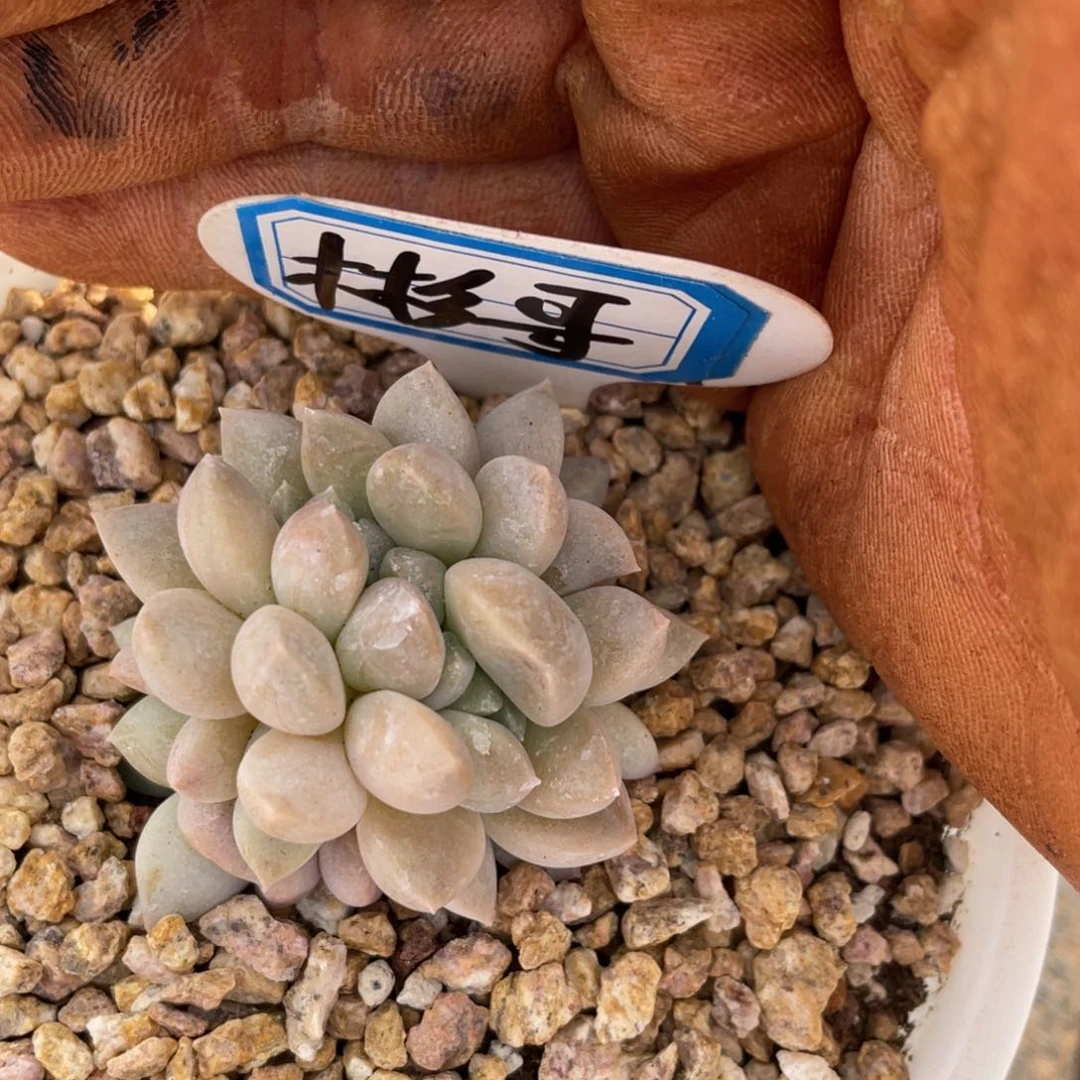 彬***腾姐姐说她真的不是一般