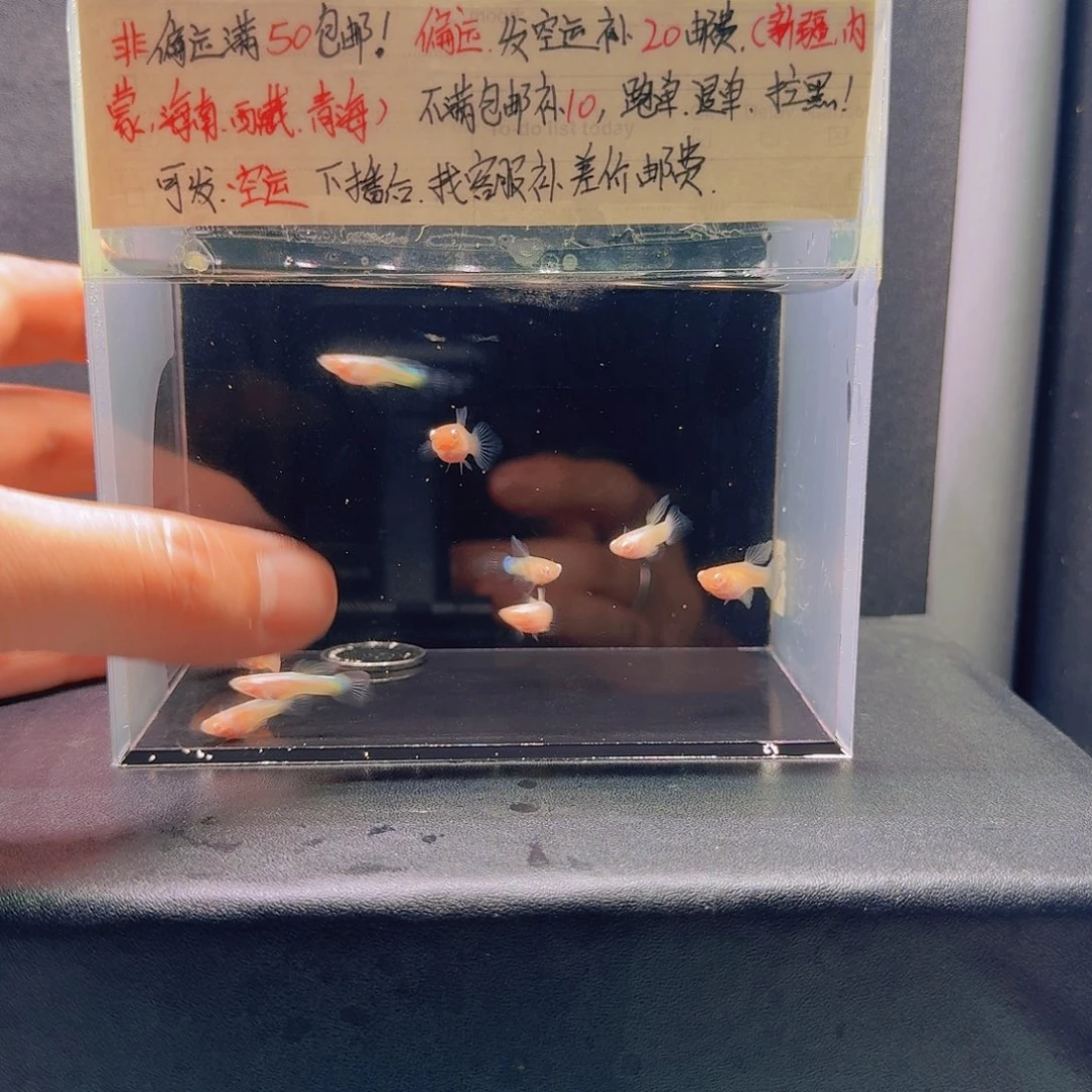 孔雀鱼熊猫白子6公4母