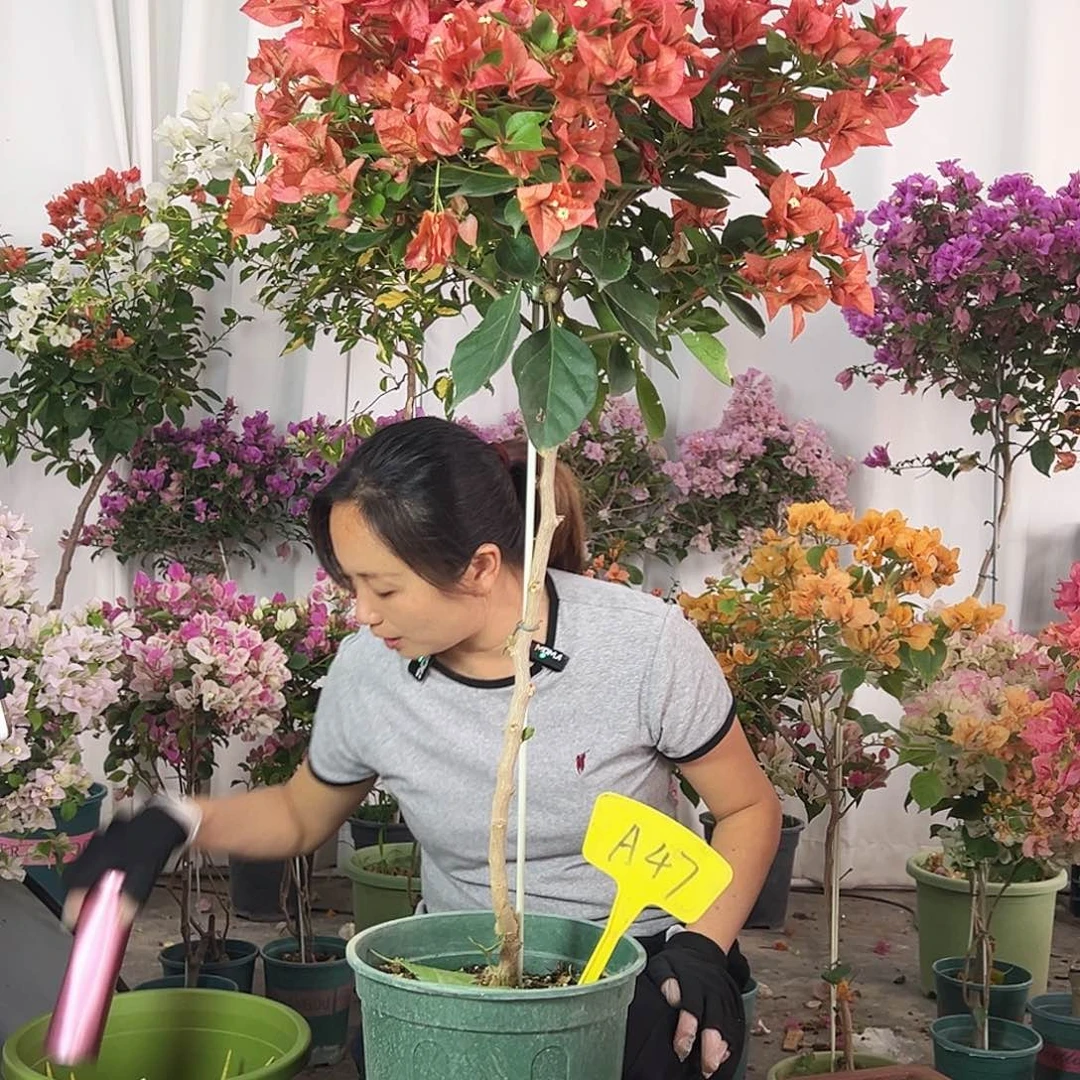 用***9大部分花苞少量开放A47佩德罗