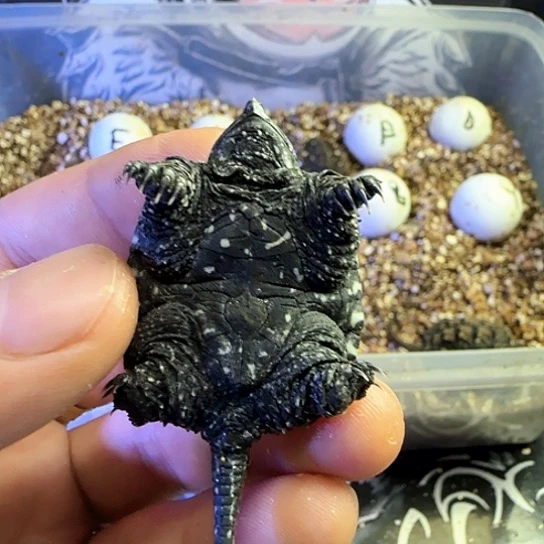 李***察母绿毛龟1111111111