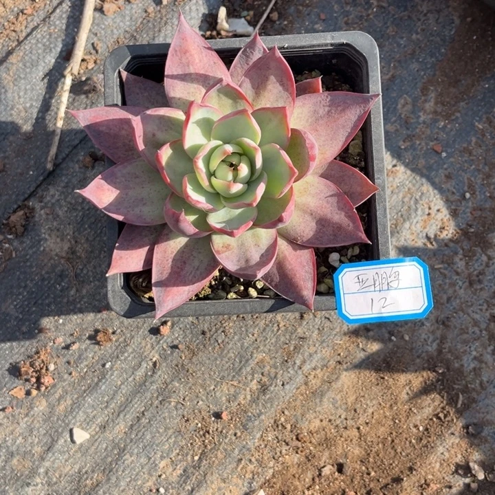 亚***鹏惊鸿仙子多肉冠幅保底10厘米