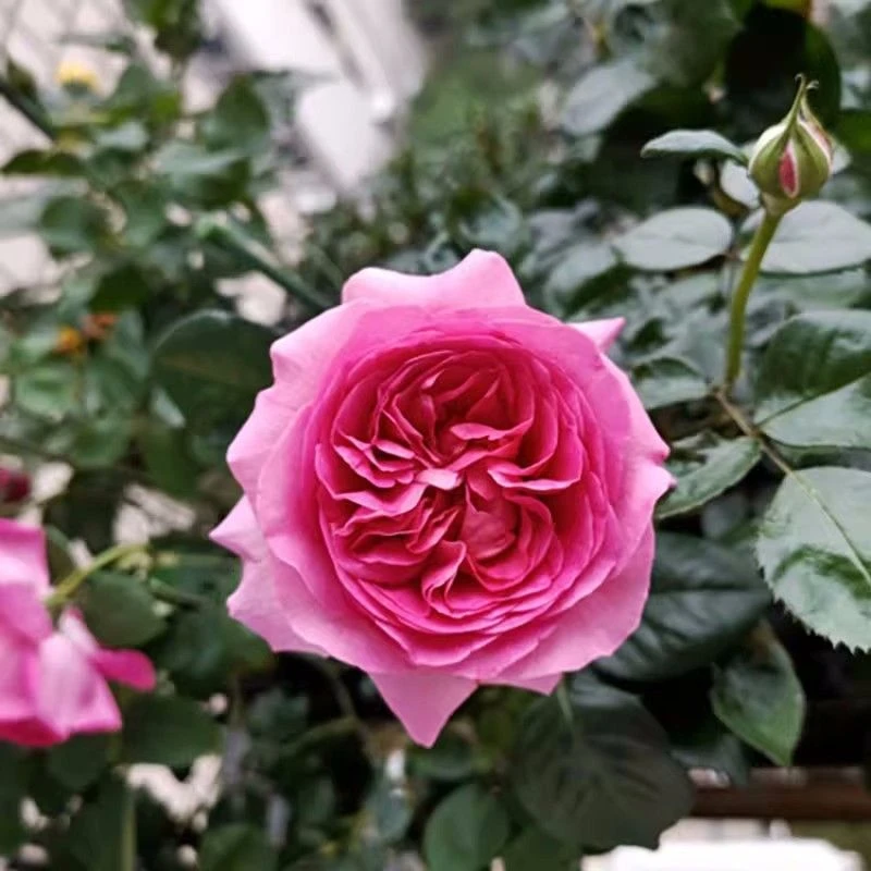 【特拉方特独颗】粉色浓香阳台庭院花园楼顶好养护抗病性强花卉绿植