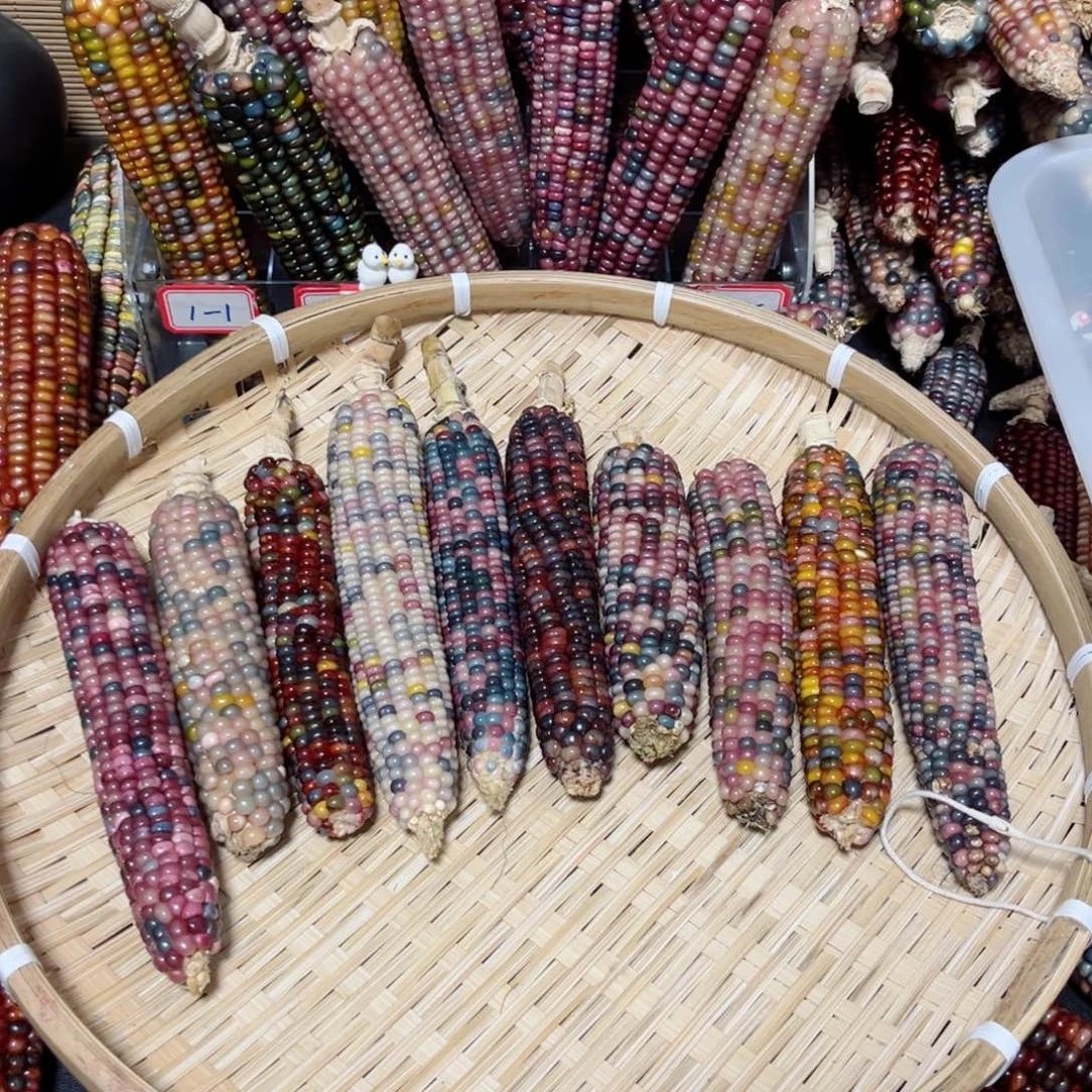 七***六直播间七彩文玩玉米不退换