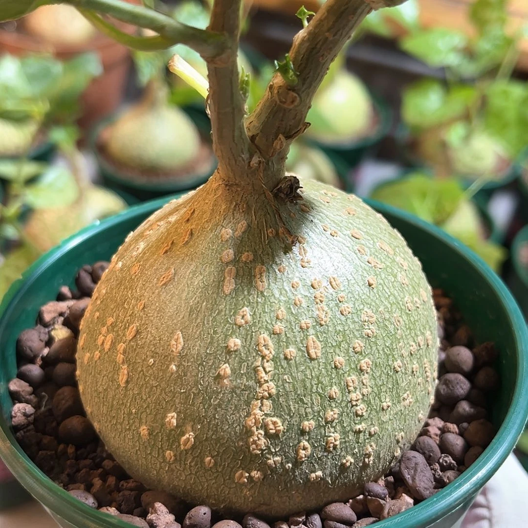 潮流植物 银叶睡布袋 随机