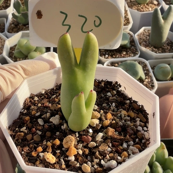 木***禾苹果手机是个神奇产品呢