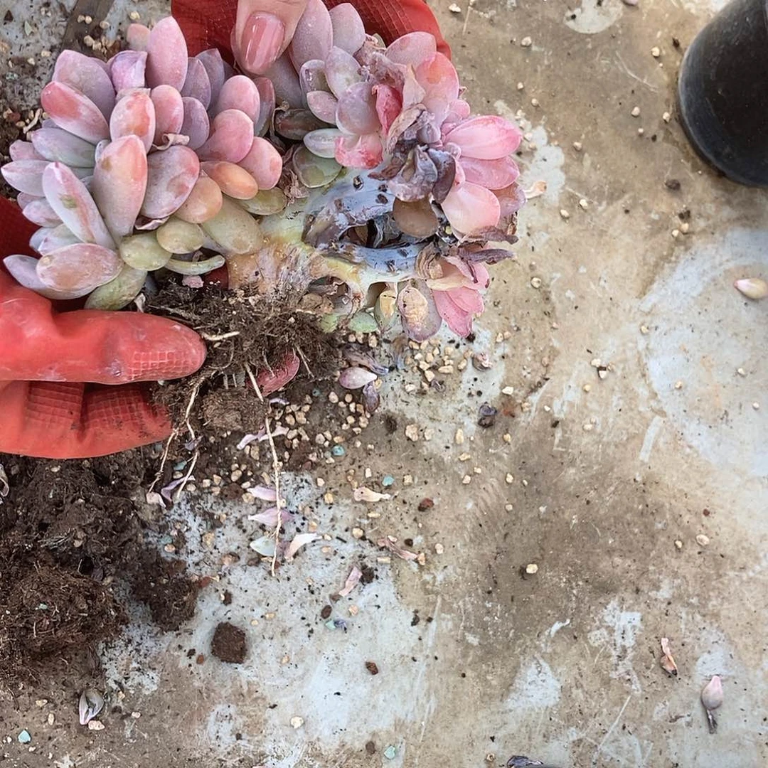 粉兔缀化随机发货