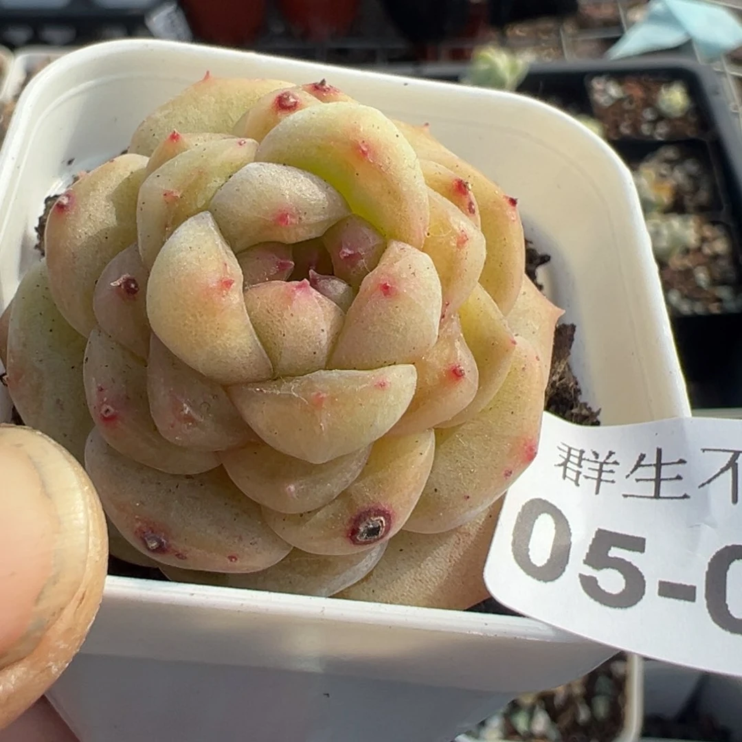 小卡拉米糖心一物一拍5-99