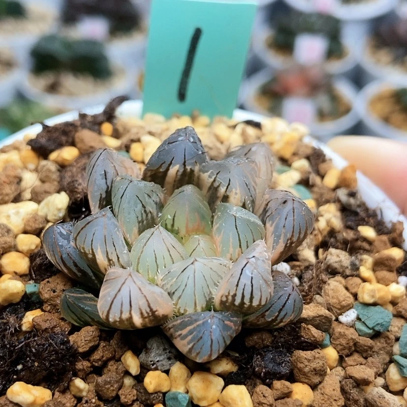 【闪购商品】袅*1霓虹灯