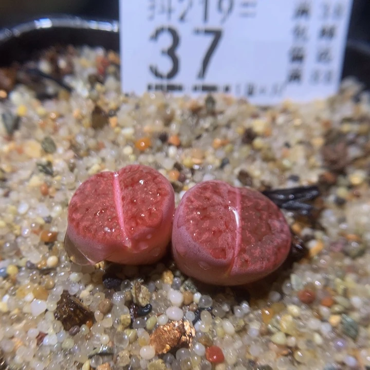 精品生石花219.37