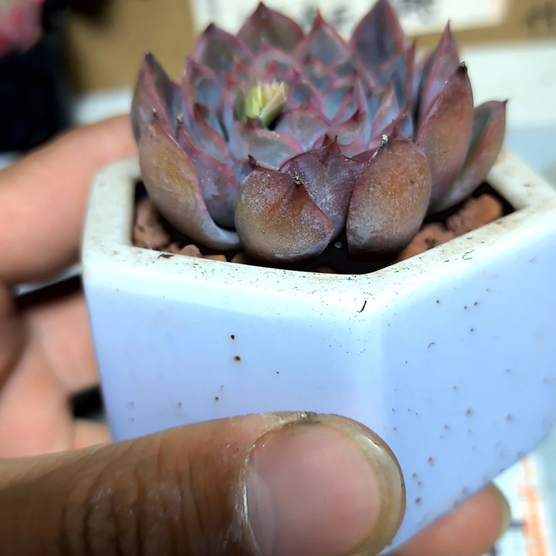 满6元包邮，暗冰杂交俩颗