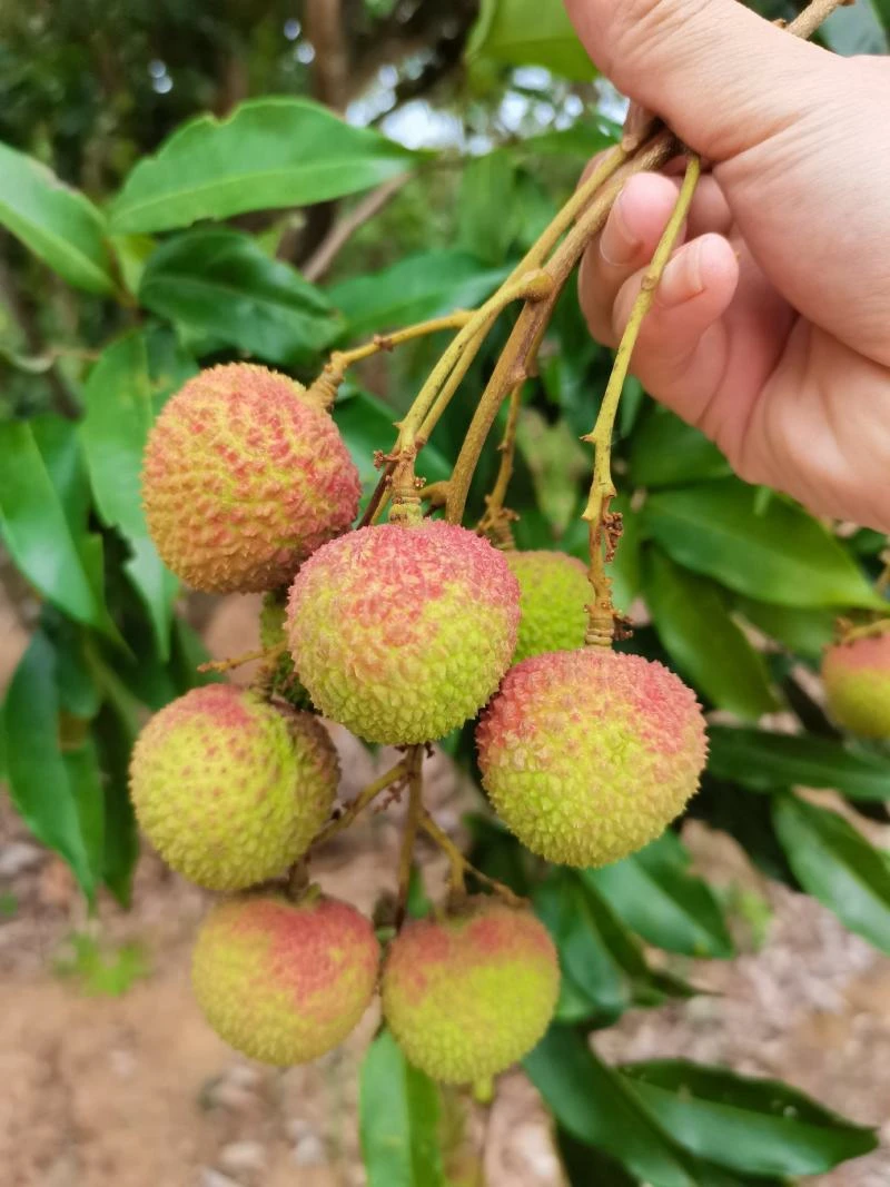 【京东冷链空运】酸甜多汁妃子笑荔枝现摘现发一个鲜嫩水果爆汁！