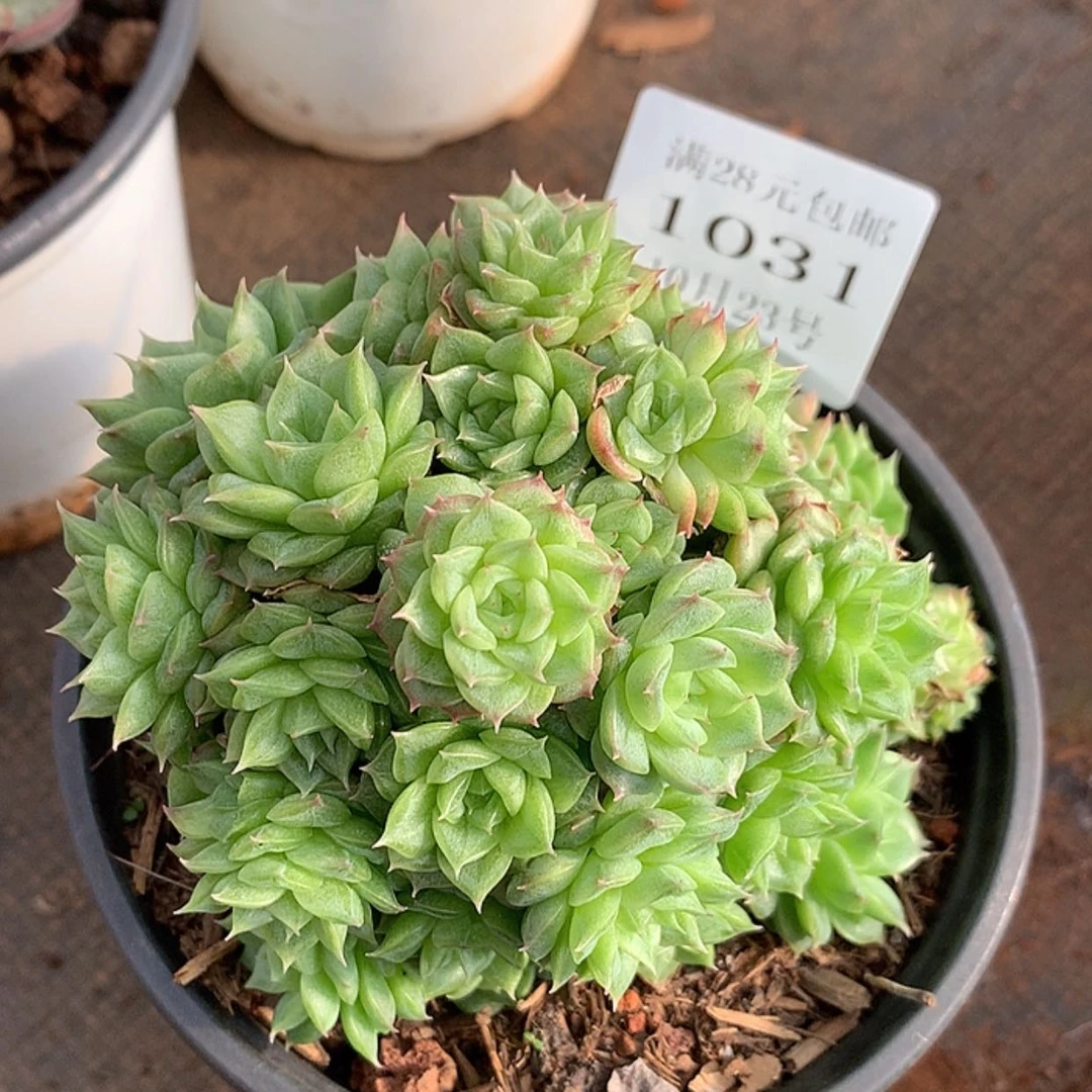 【闪购商品】云1031号麦秆