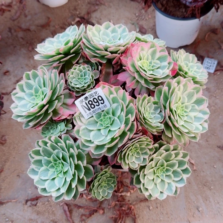 899海王官服30左右2