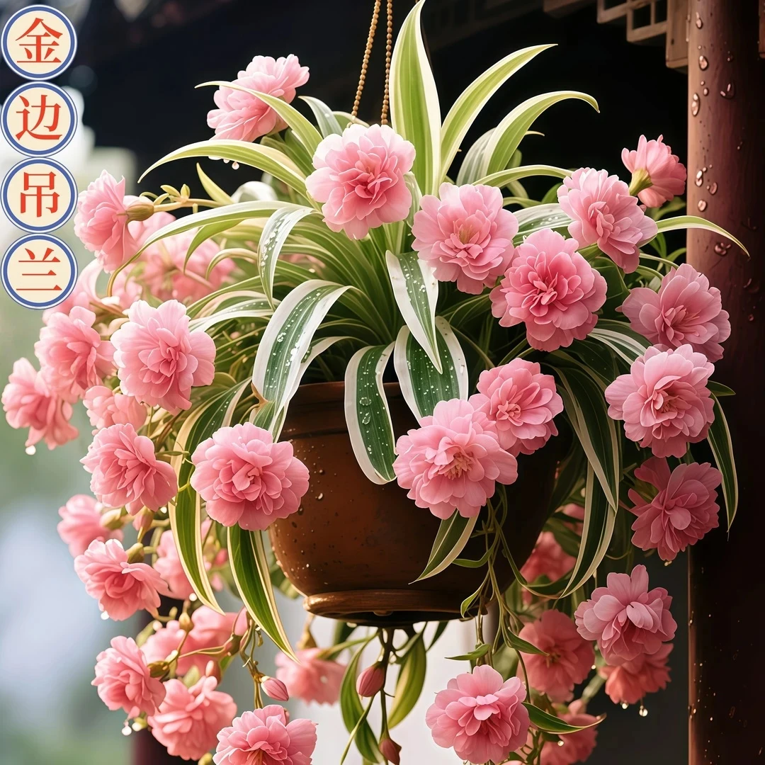 新款浓香型金边吊兰盆栽办公室内绿植花卉好养活植物苗四季开花