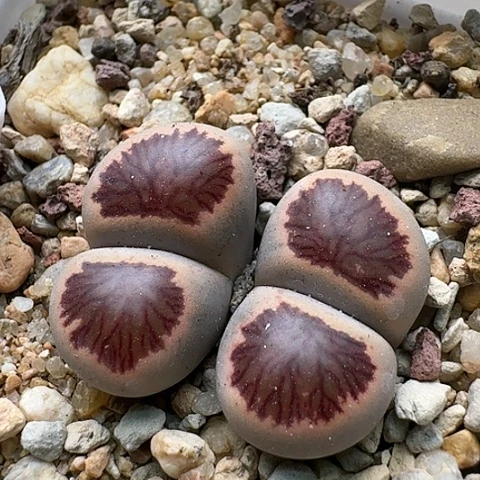 2758菊红窗菊花纹母本带盆土