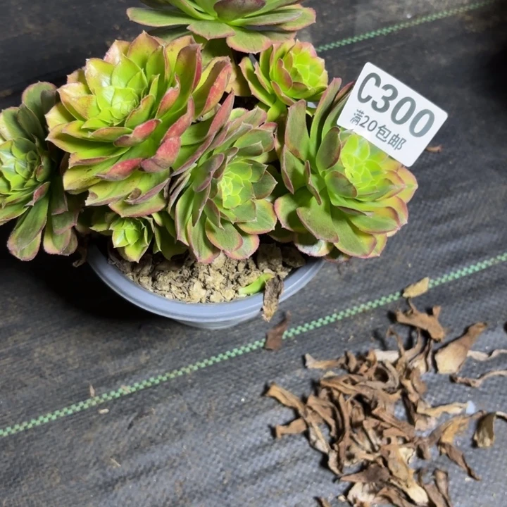 小***常瑞妈一物一拍300