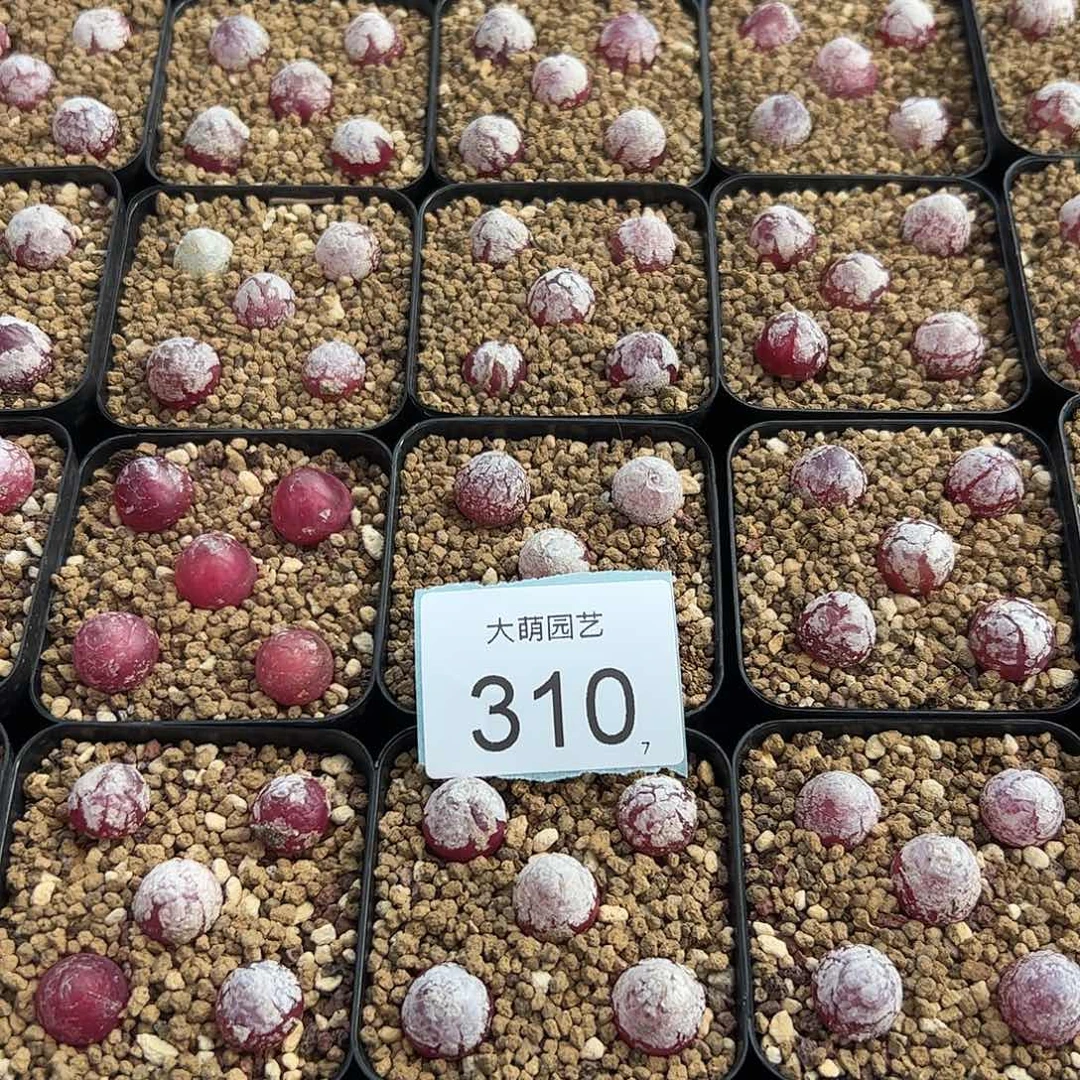 0000310量拍小灯泡5颗尺寸1.0上下