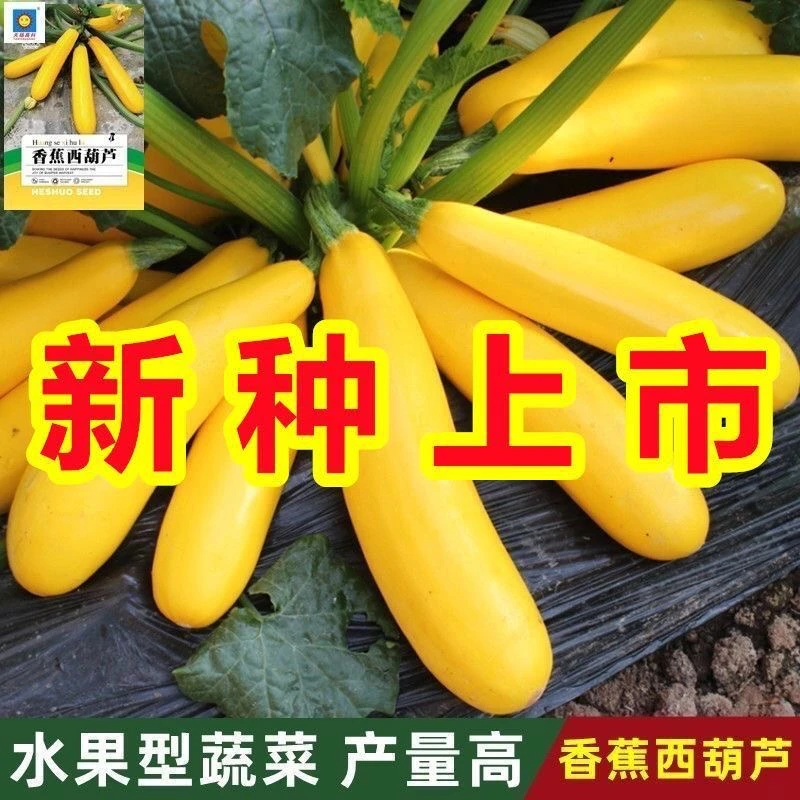 【满5包包邮】香蕉西葫芦种子水果型能生吃黄色双色西葫芦种籽