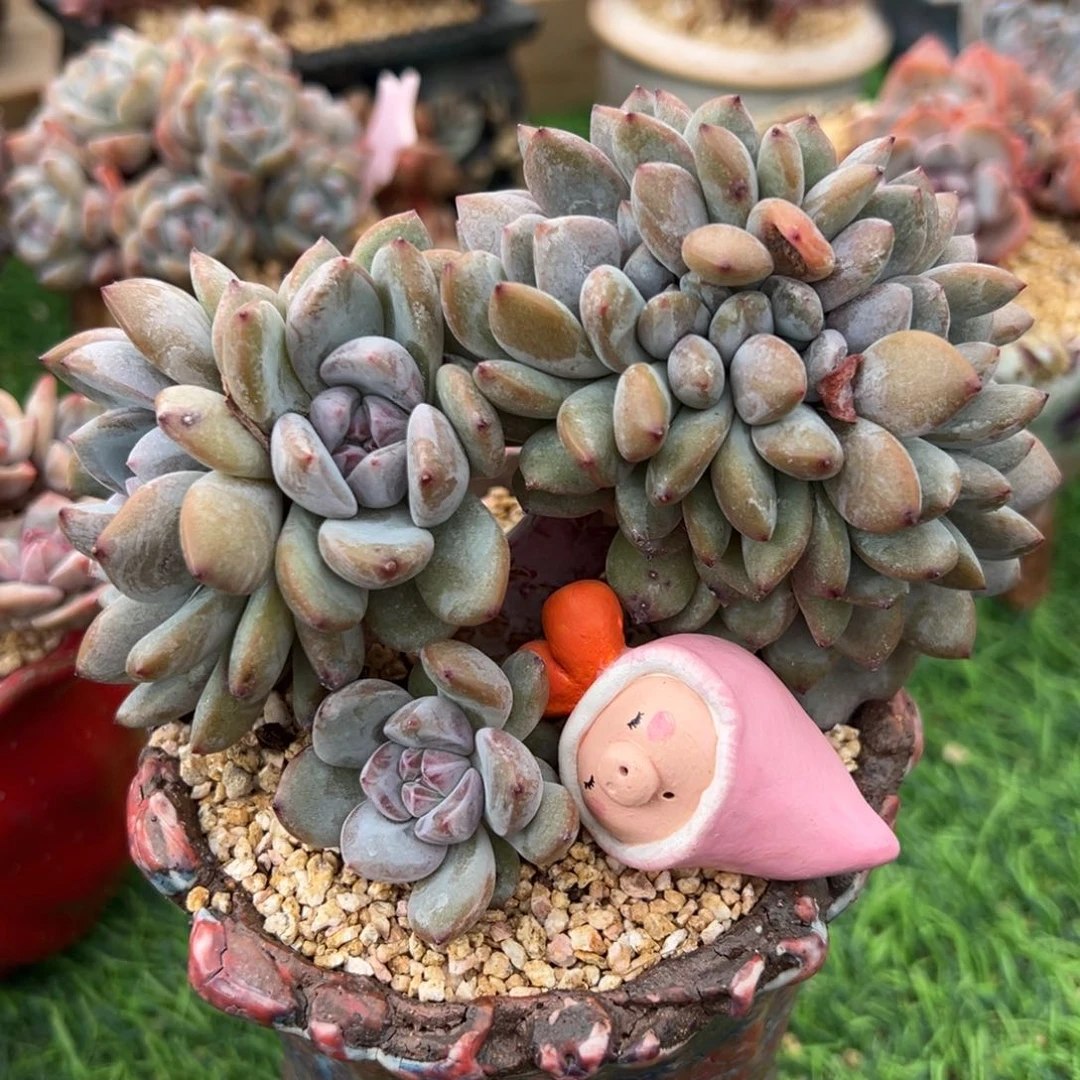 米*虫啊石榴籽星影小树福利