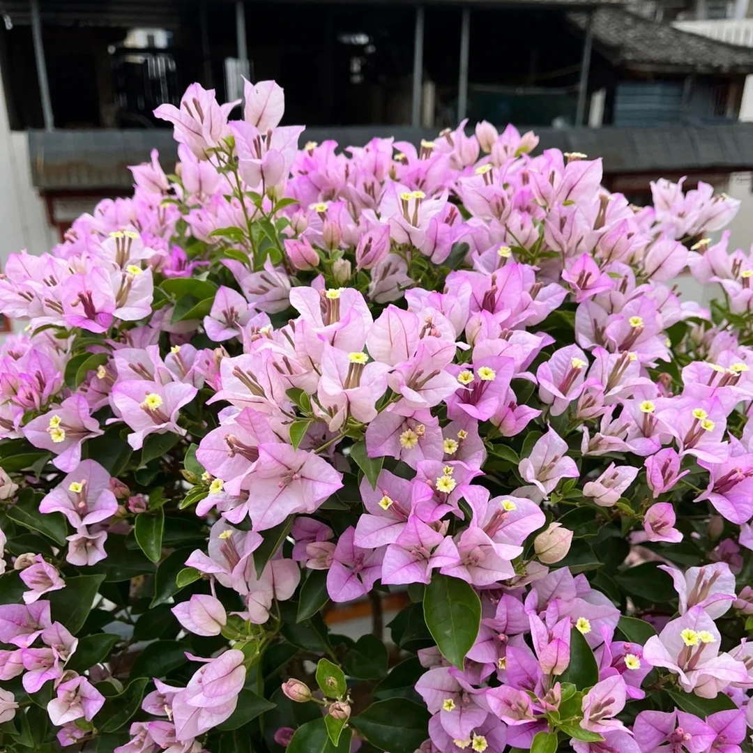 【雪紫】三角梅A四季可爬藤可垂丝勤花庭院不带花不带盆发货