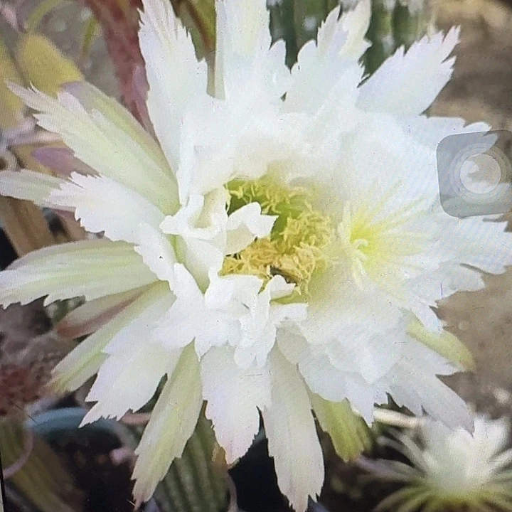 鹦鹉侧芽高8公分左右毛花柱(20包邮)