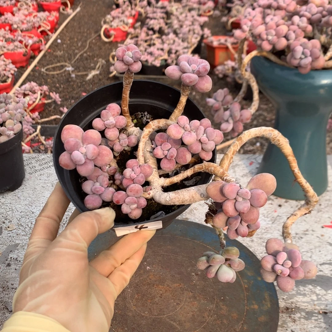 桃蛋老桩不带盆4号