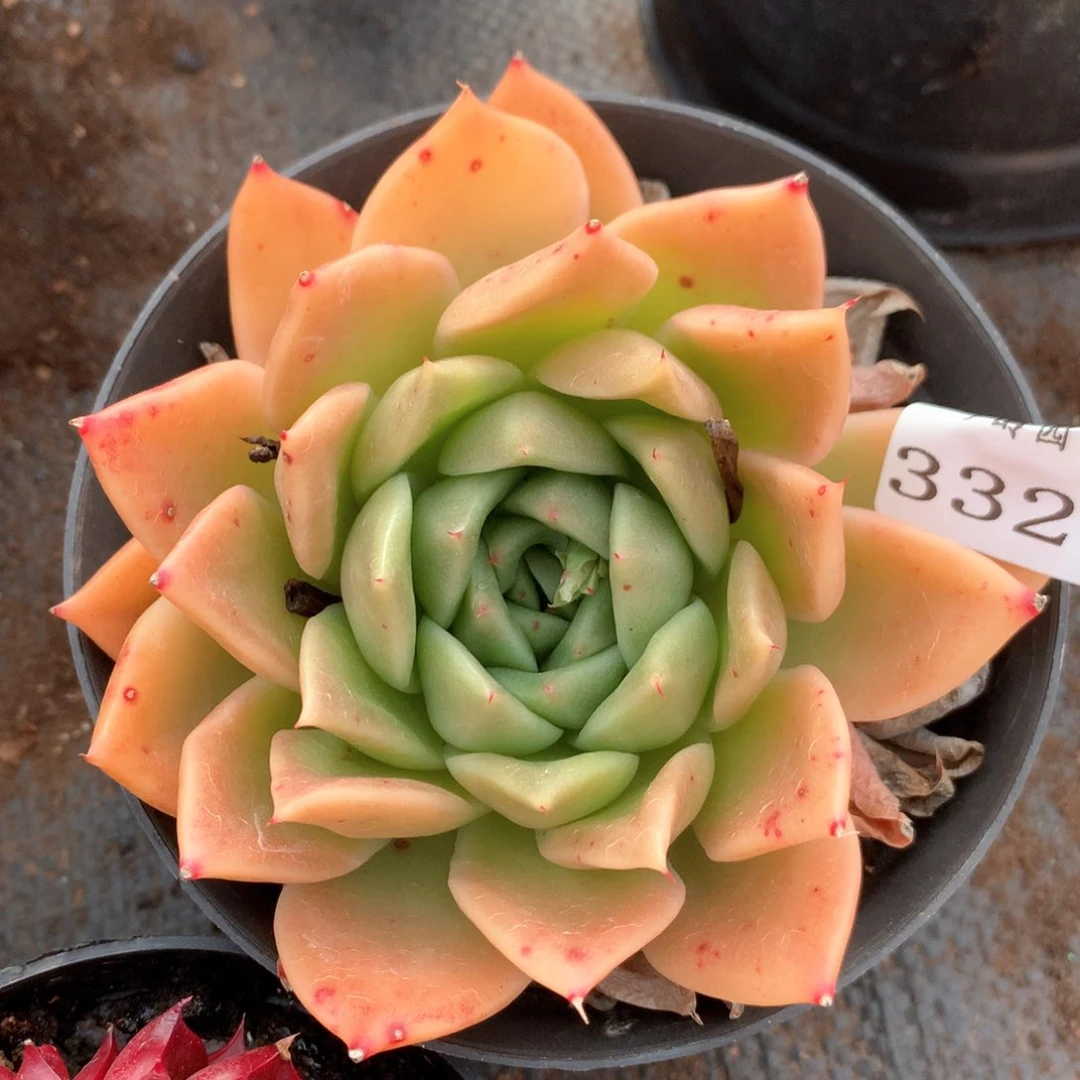 3327杂交多肉植物基地