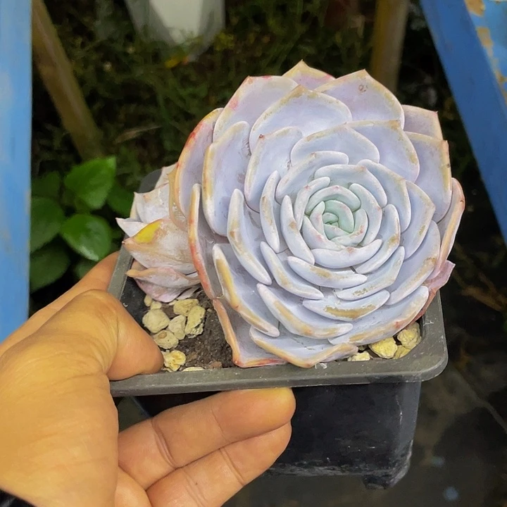 一物一拍一物一拍