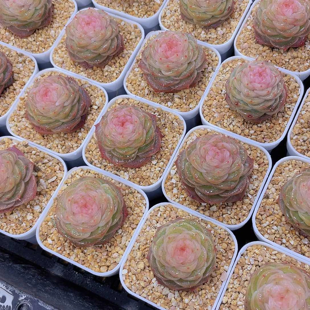 量拍76号 冻唇蜜珍妮单头一个