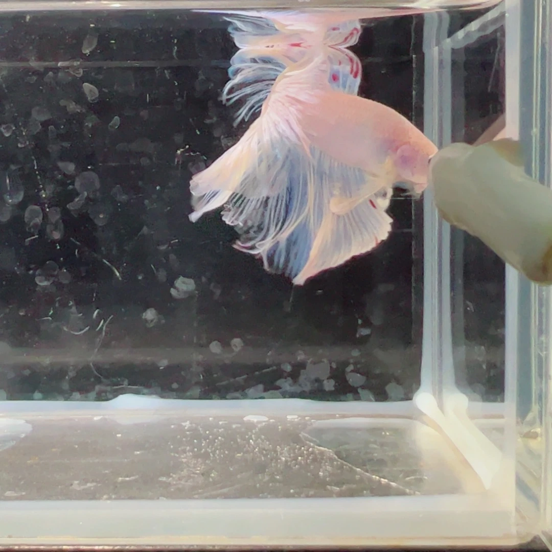 斗鱼浅色仙仙裙特殊尾