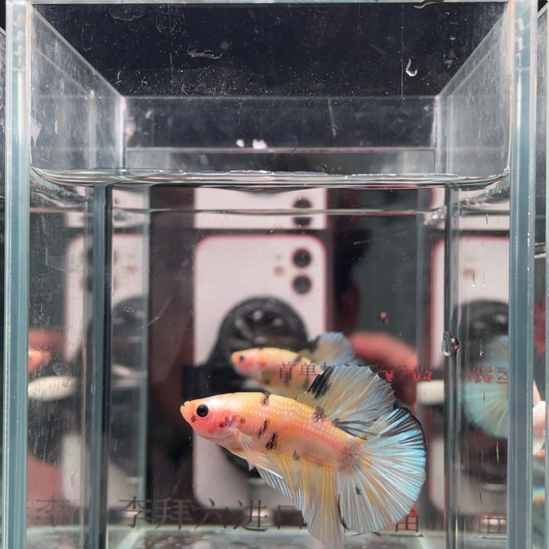 海水鱼印尼精品斗鱼51