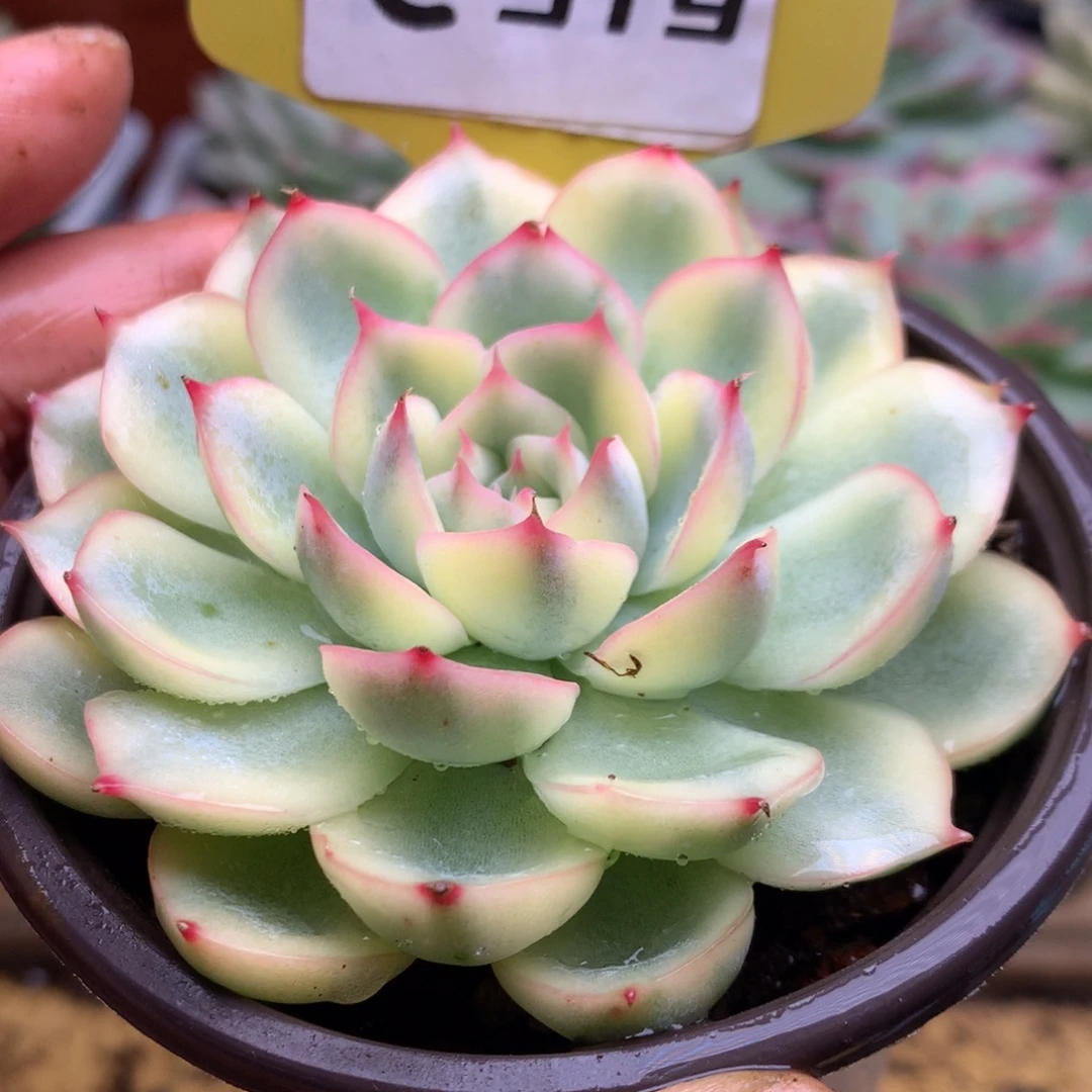 519侧影哈哈哈哈好了