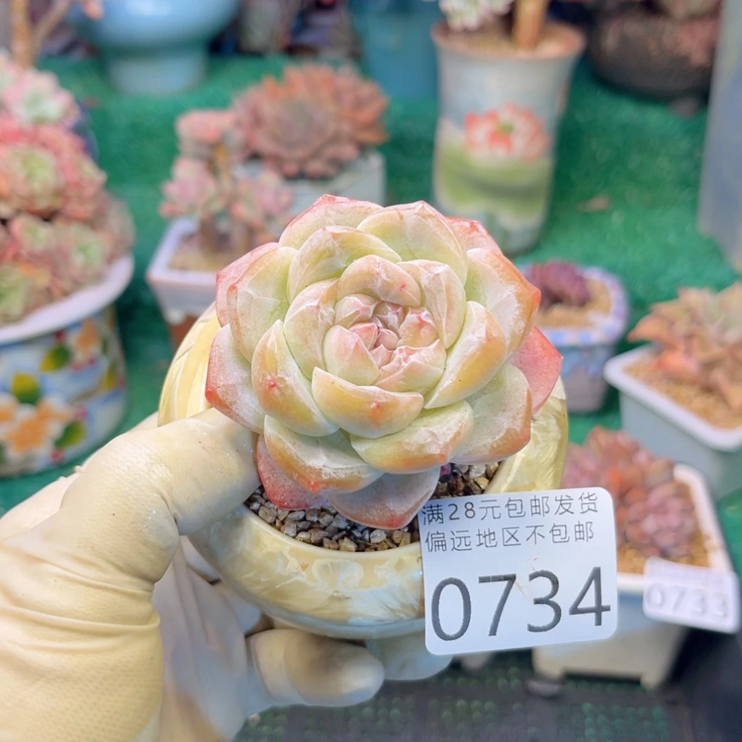 大0734/、d b d h g n n n