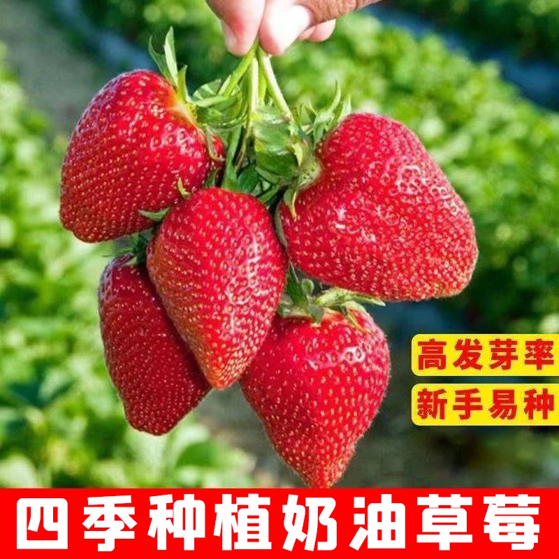 奶油草莓种子四季种植奶油草莓籽四季草莓盆栽阳台大棚均可种植