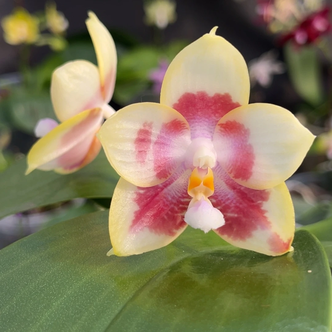 完全开放2.5寸爱人交珍开花株