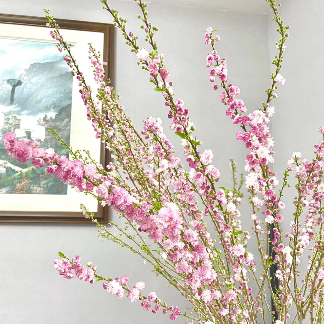 【珍珠李】1扎，把春天带回家