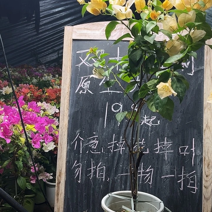 完全开放三角梅苏瓦纳