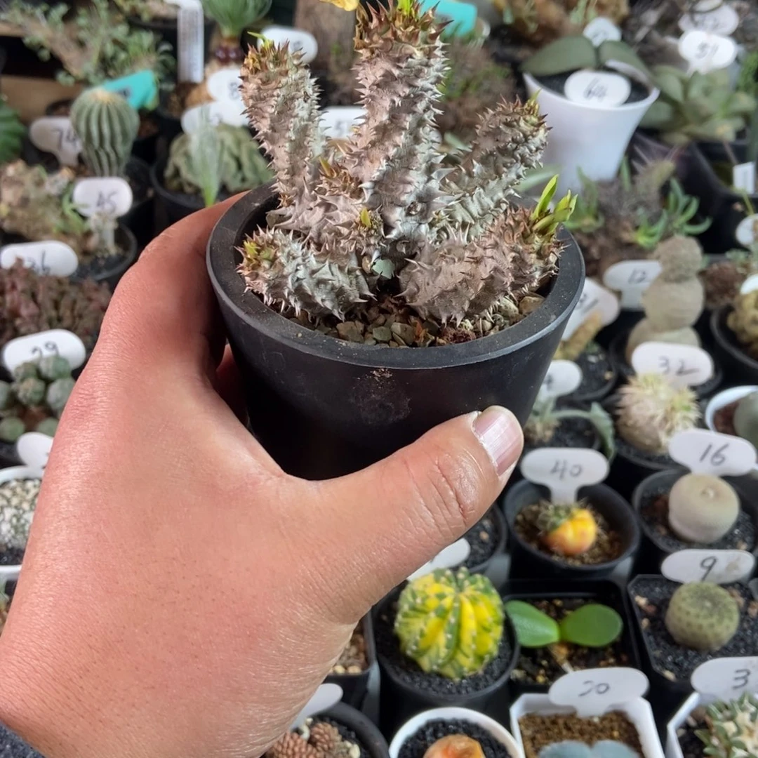 美化念珠一物一拍