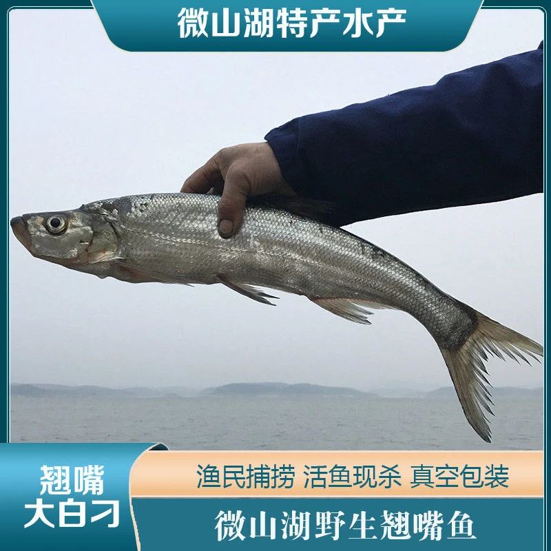 微山湖野生翘嘴刁子鱼（顺丰包邮）