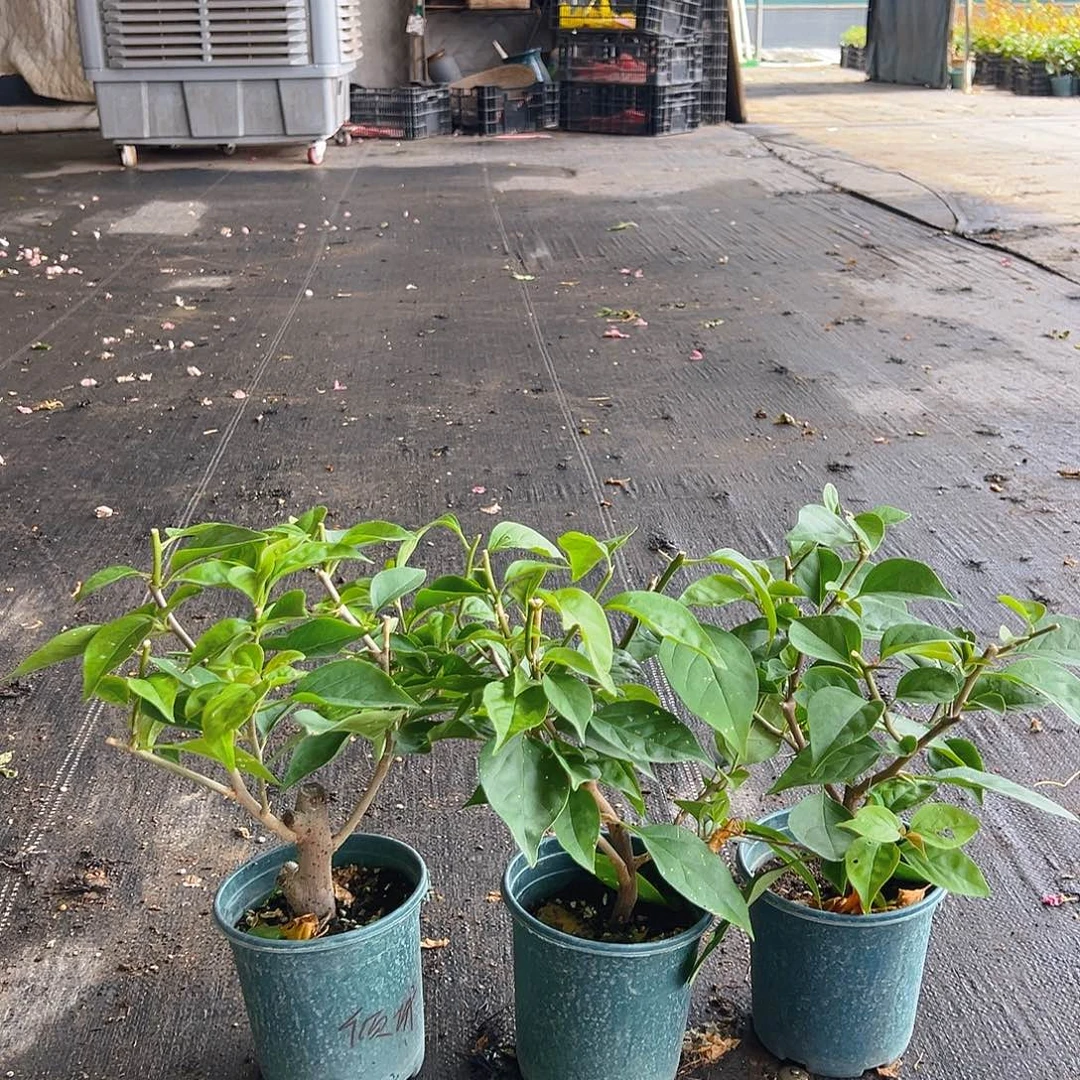 当前无花栽培后可以开花倾城掌中宝一颗