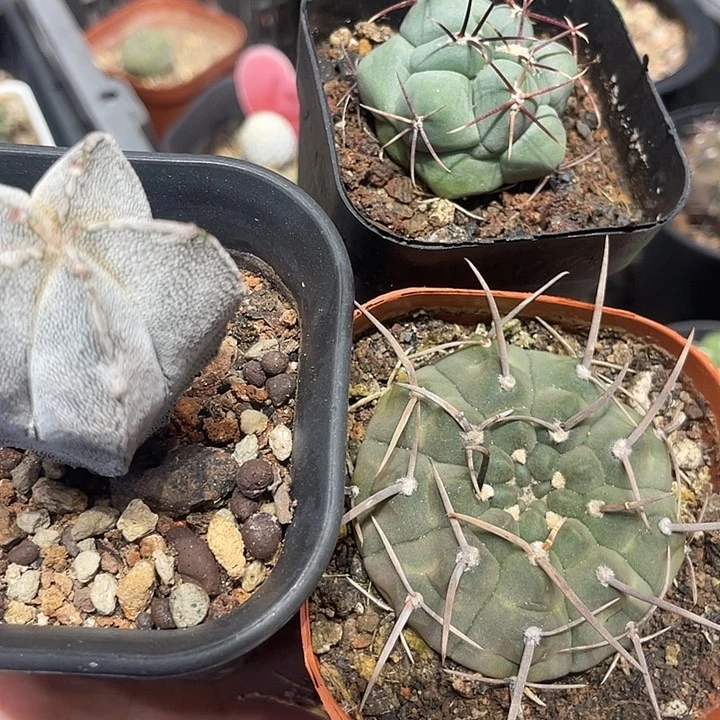 实生三颗仙人球恩冢三本刺