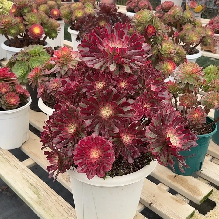 法师多肉植物多肉