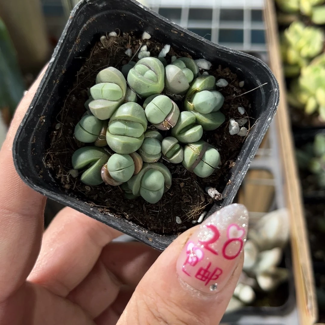 金灵单头发货有根发货