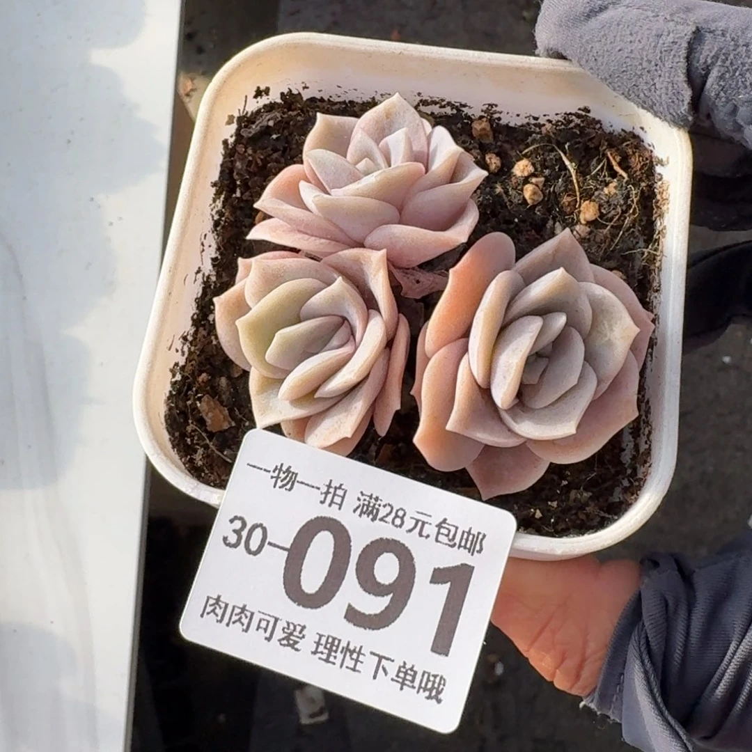 可爱玫瑰无盆土发货无