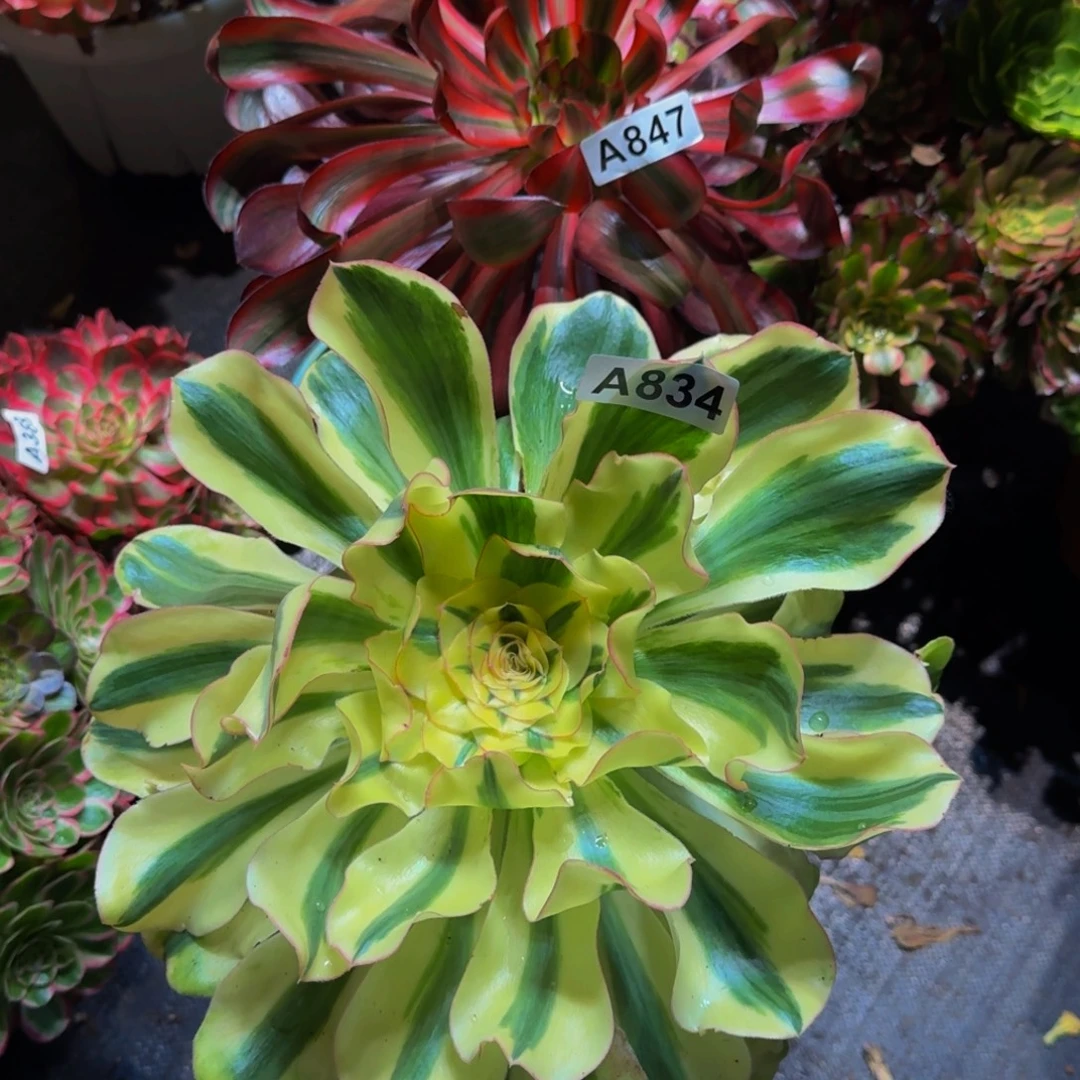 低***.836847多肉植物法师号两颗