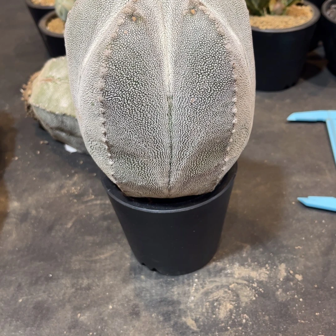 百***合完全开放嘎恍恍惚惚古古怪怪怪怪哈