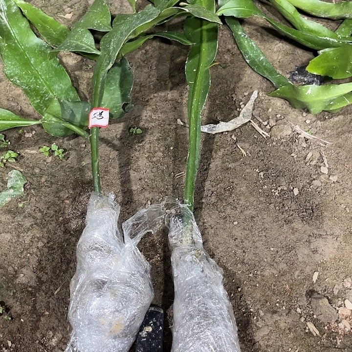 5号两棵2457899998888